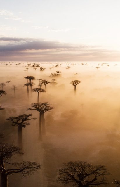 Africa & Indian Ocean