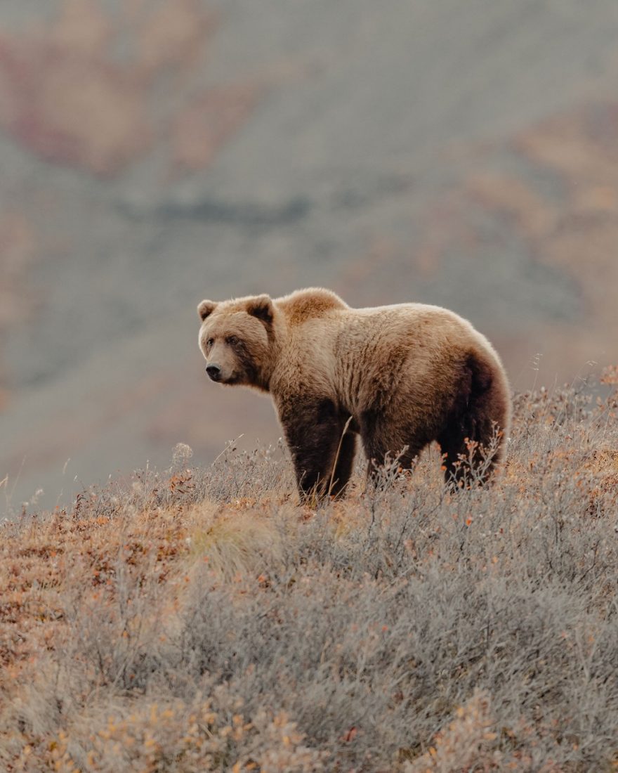 Bear Watching Adventures in Alaska: Where to See Brown Bears in the Wild