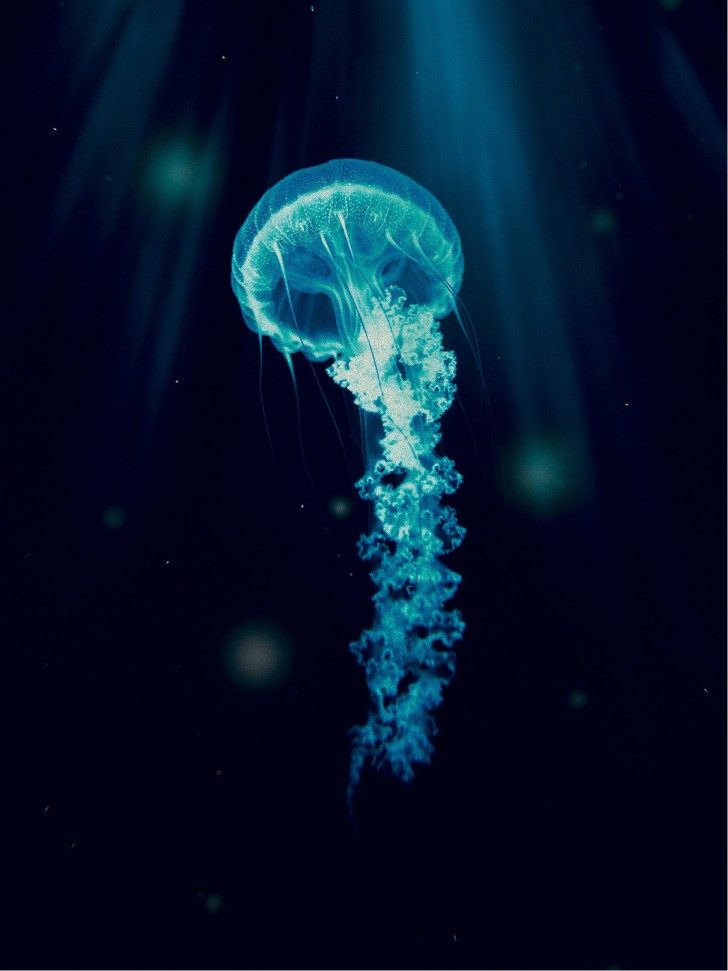 Deep Sea Creatures: Wonders Beneath the Norwegian Sea