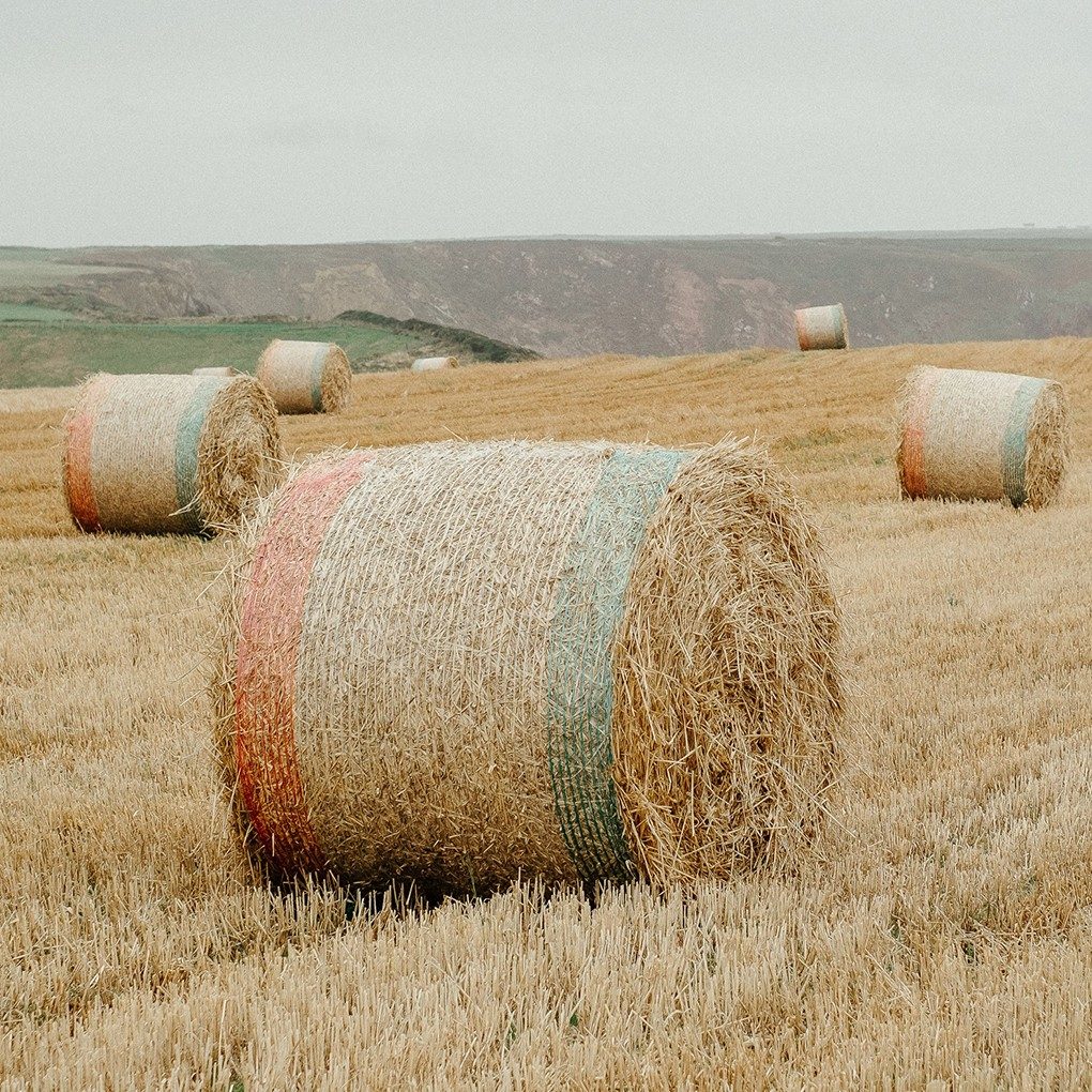 The Last Harvest of the North: Chasing Northern Europe's Shortest, Most Extraordinary Season