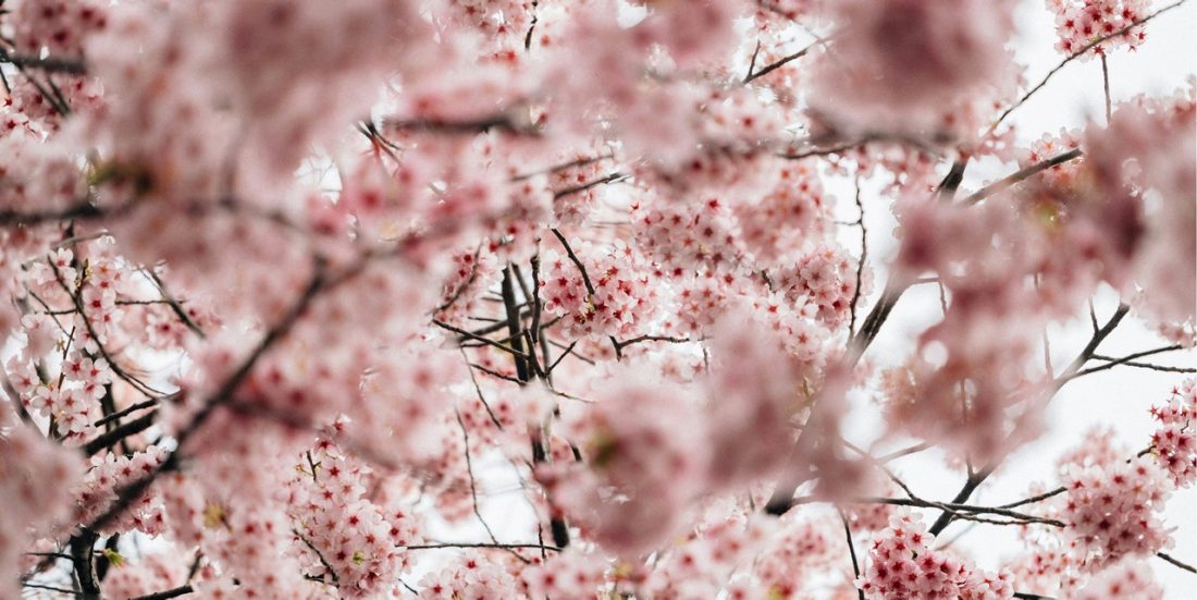 Japan in Bloom: Discover the Magic of Cherry Blossom Season